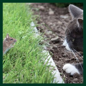 Do Mice Eat Cats